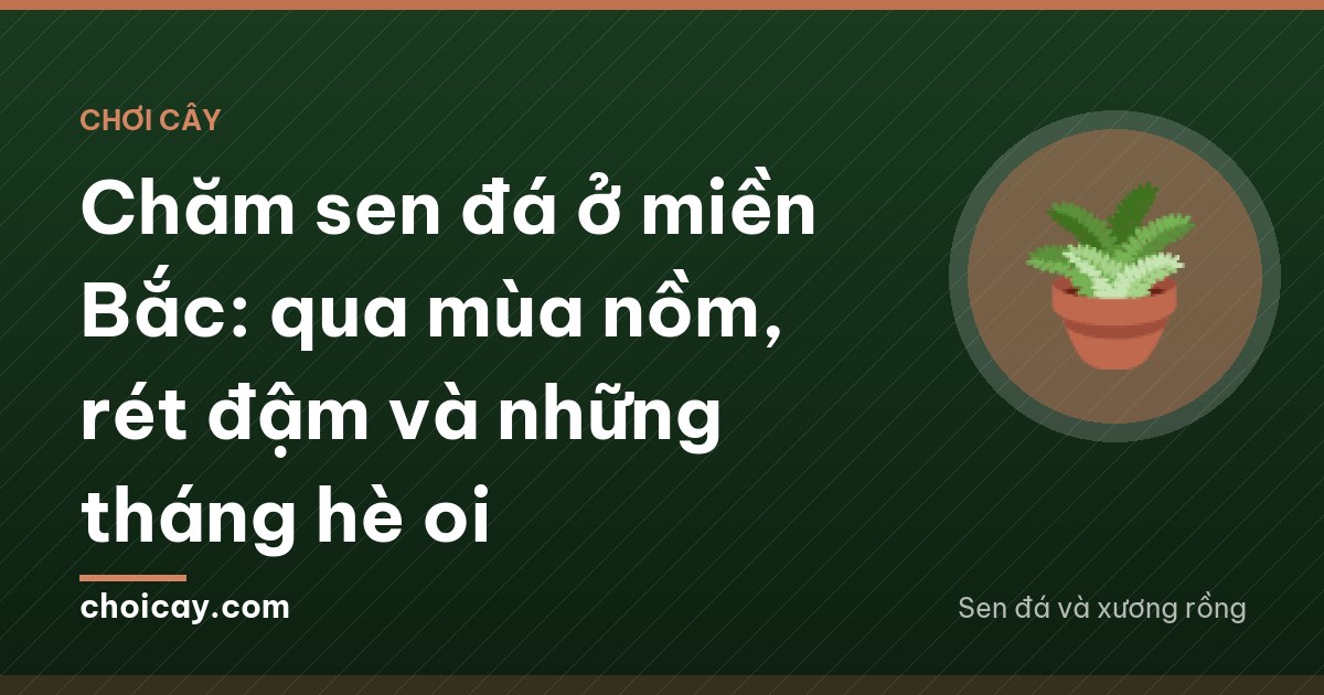 Chăm sen đá ở miền Bắc: qua mùa nồm, rét đậm và những tháng hè oi